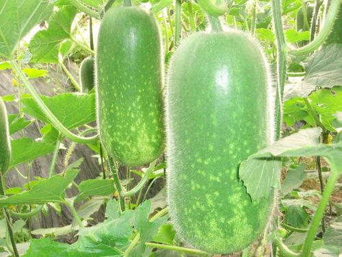 网红大瓜搜索 吃瓜真实爆料,吃瓜群众的真实爆料大揭秘