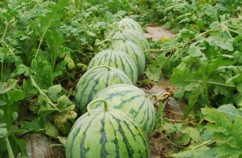 网红大瓜搜索 吃瓜真实爆料,吃瓜群众的真实爆料大揭秘